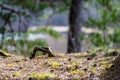 pine tree cones laying on the forest bed in spring Royalty Free Stock Photo