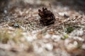 pine tree cones laying on the forest bed in spring Royalty Free Stock Photo