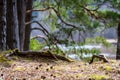 pine tree cones laying on the forest bed in spring Royalty Free Stock Photo