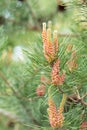 Pine tree with pine cones in the spring forest Royalty Free Stock Photo