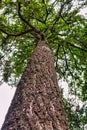 Pine tree cortex texture. Tree bole and foliage on overcast sky background