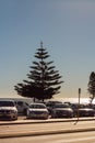 Pine Tree in Cottlesloe Beach Parking Area