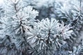 Pine tree covered with frost Royalty Free Stock Photo