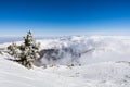 Pine tree covered in frost high on the mountain; sea of white clouds in the background covering the valley, Mount San Antonio (Mt Royalty Free Stock Photo