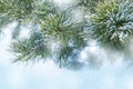 Pine tree covered with frost Royalty Free Stock Photo