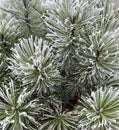 The pine tree is covered with frost in winter. Needles in the snow. Frost on the branches. The first frosts, frost and hoarfrost. Royalty Free Stock Photo