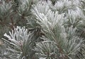 The pine tree is covered with frost in winter. Needles in the snow. Frost on the branches. The first frosts, frost and hoarfrost Royalty Free Stock Photo