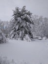 Pine tree covered in heavy snow Royalty Free Stock Photo
