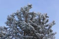 Pine tree covered with hoarfrost against the blue sky. Winter city park on a sunny frosty day Royalty Free Stock Photo