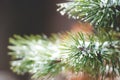 Pine Tree Covered in Ice Droplets and Snow Royalty Free Stock Photo