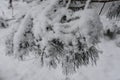 Pine Tree Covered with a Layer of Fresh Snow Royalty Free Stock Photo