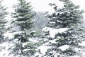 Pine tree covered with snow. Frozen tree branch in winter forest. Beautiful winter season background. Royalty Free Stock Photo