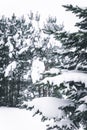 Pine tree covered with snow. Frozen tree branch in winter forest. Beautiful winter season background. Royalty Free Stock Photo