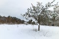 Pine tree covered with snow Royalty Free Stock Photo
