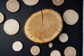 Pine tree cross-sections with annual rings on black background. Lumber piece close-up, top view.