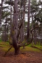 Pine tree with curved branches in the forest, Norfolk, United Kingdom