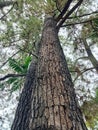 Pine tree that is decades old Royalty Free Stock Photo