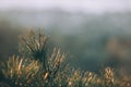 Pine tree detail golden light