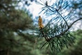 Pine tree details