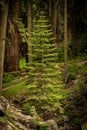 Pine Tree with Distinct Layers Grows in Sierra Forest Royalty Free Stock Photo