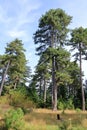 pine tree with divided trunk Royalty Free Stock Photo