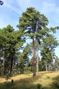 pine tree with divided trunk Royalty Free Stock Photo