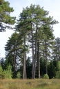 pine tree with divided trunk Royalty Free Stock Photo