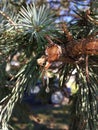 Pine tree, drop of resin Royalty Free Stock Photo