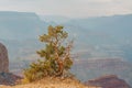 Pine tree on the edge of rock, Grand Canyon National Park, Arizona Royalty Free Stock Photo