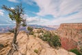 Pine tree on the edge of rock, Grand Canyon National Park Royalty Free Stock Photo