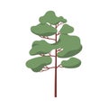 Pine tree, evergreen coniferous forest plant with trunk and crown. Green conifer. Stylized pinetree icon. Modern