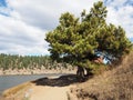 Pine tree by Evergreen Lake Royalty Free Stock Photo
