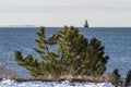 Pine tree on Fairhaven shoreline Royalty Free Stock Photo