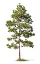 Pine tree the fall isolated on isolated white background, use in design Decoration work Royalty Free Stock Photo