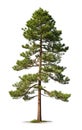 Pine tree the fall isolated on isolated white background, use in design Decoration work Royalty Free Stock Photo