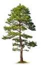 Pine tree the fall isolated on isolated white background, use in design Decoration work