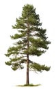 Pine tree the fall isolated on isolated white background, use in design Decoration work Royalty Free Stock Photo