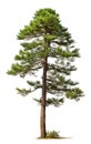 Pine tree the fall isolated on isolated white background, use in design Decoration work Royalty Free Stock Photo