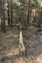 Pine tree fallen by the wind in the middle of a pine forest Royalty Free Stock Photo
