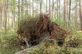 Pine tree fell in the woods and her eversion of a piece of land by making a hole. Royalty Free Stock Photo