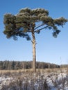 Pine tree in the field Royalty Free Stock Photo