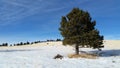 Pine tree, in a field of snow