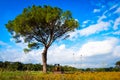 A pine tree in a field a tipical Tuscany landscape Royalty Free Stock Photo