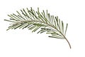 Pine tree, fir branch in cartoon style evergreen decoration isolated on white background. Christmas holiday element Royalty Free Stock Photo