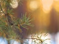 Pine Tree Fir Branch In The Winter Forest. Colorful Blurred Warm Christmas Lights In Background. Decoration, Design Concept With C Royalty Free Stock Photo