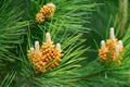 Pine tree flower closeup