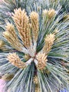 Pine tree flower