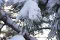 Pine tree in fluffy snow closeup. Cold winter garden