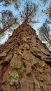 Pine tree focus from bottom Royalty Free Stock Photo