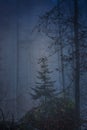 Pine tree in fog. Mystic forest in fog. Moody forest wallpaper. Fairy woodland in mist. Spooky woods in mountain. Alps landscape. Royalty Free Stock Photo